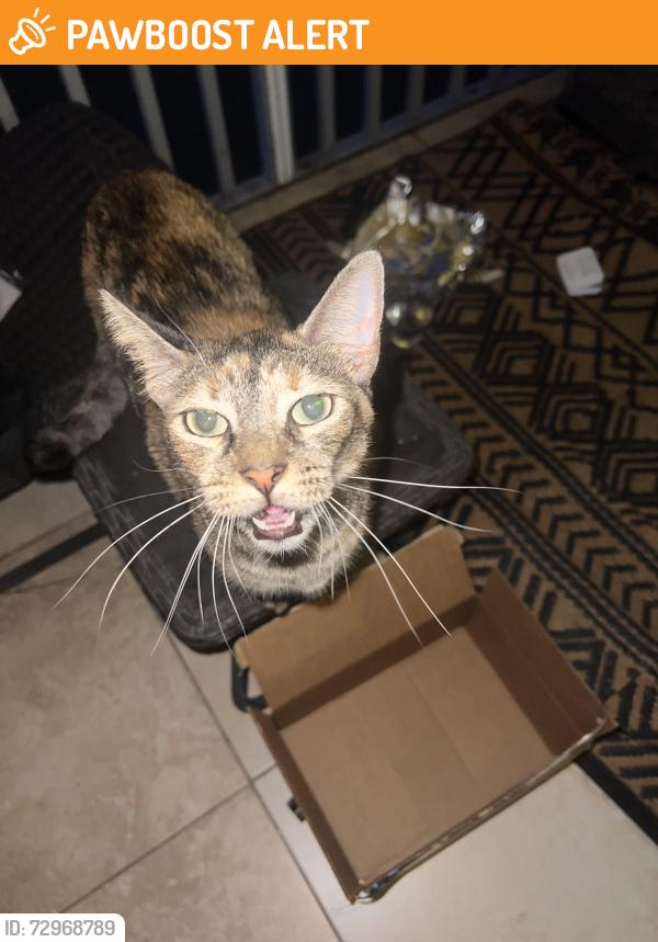 Found/Stray Unknown Cat last seen Village and community, near palm beach outlets , West Palm Beach, FL 33409