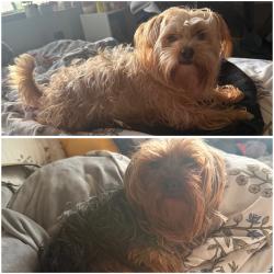 Reunited Male Dog last seen Delano & Ottawa Ave, San Francisco, CA 94112