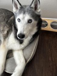 Lost Male Dog last seen Concordia & 620, Austin, TX 78726
