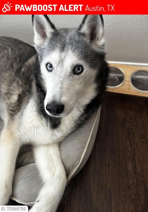 Lost Male Dog last seen Concordia & 620, Austin, TX 78726