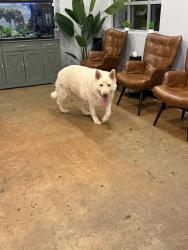 Found/Stray Unknown Dog last seen Walgreens, 5201 Lavista Rd, Tucker, GA 30084, Tucker, GA 30084