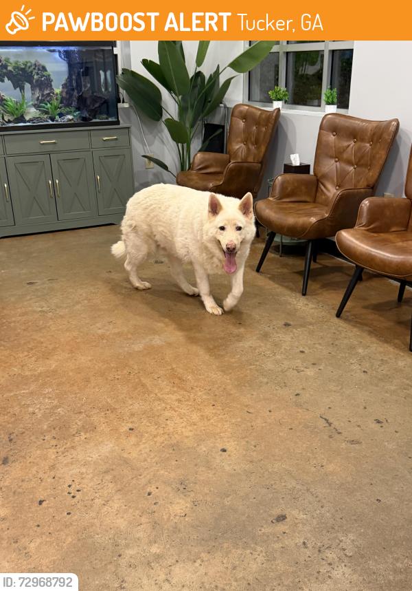 Found/Stray Unknown Dog last seen Walgreens, 5201 Lavista Rd, Tucker, GA 30084, Tucker, GA 30084