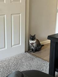 Reunited Female Cat last seen West Flanders Park, Shawnee, KS 66216