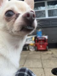 Lost Male Dog last seen Near Orville Ave Columbus Ohio 4322, Columbus, OH 43228