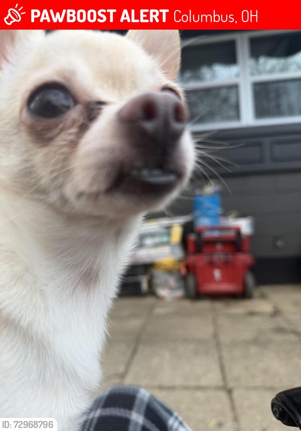 Lost Male Dog last seen Near Orville Ave Columbus Ohio 4322, Columbus, OH 43228