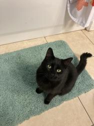 Reunited Female Cat last seen Near fire wheel dr, Reno, NV 89506