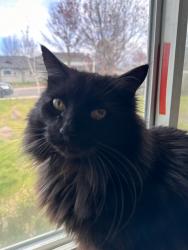 Lost Male Cat last seen Hamilton Street , Medford, OR 97501