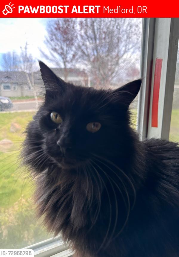 Lost Male Cat last seen Hamilton Street , Medford, OR 97501