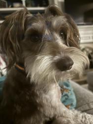 Reunited Female Dog last seen Dixie Woods , Pearland, TX 77581