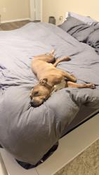 Lost Male Dog last seen Near grand central parkway Saginaw Texas , Saginaw, TX 76131