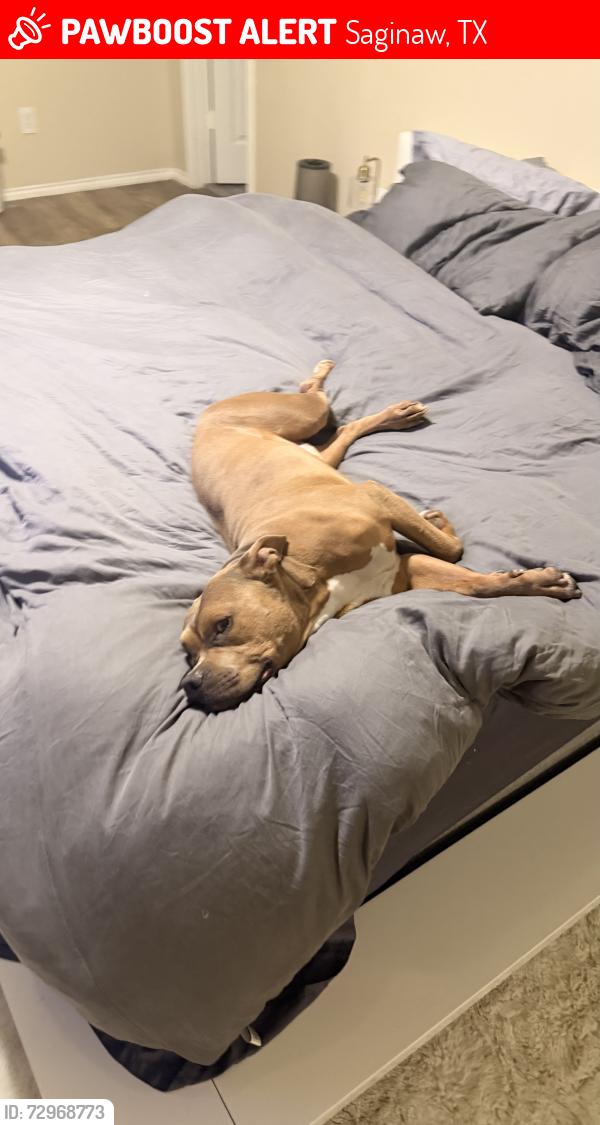 Lost Male Dog last seen Near grand central parkway Saginaw Texas , Saginaw, TX 76131