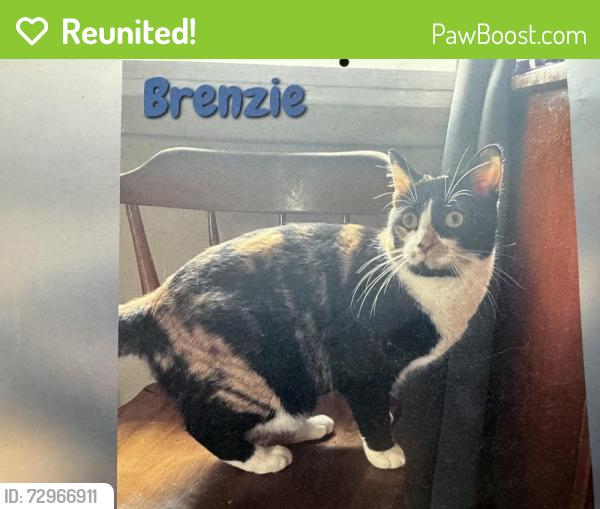 Reunited Female Cat last seen East state Route 41, Troy, OH 45373