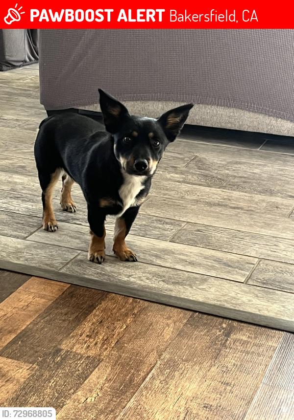 Lost Female Dog last seen Harris , Bakersfield, CA 93313