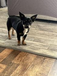 Lost Female Dog last seen Harris , Bakersfield, CA 93313