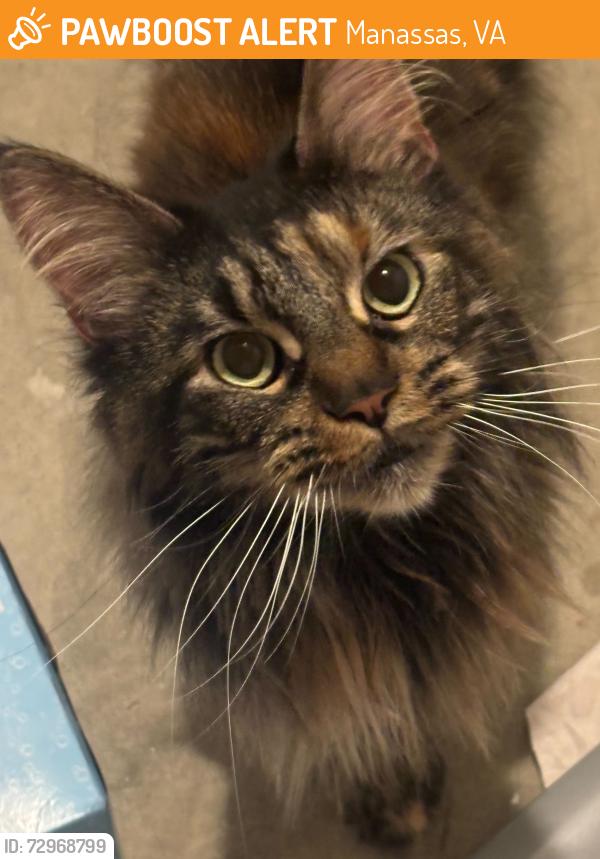 Found/Stray Female Cat last seen Innovation Drive, Manassas, Manassas, VA 20110