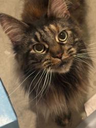 Found/Stray Female Cat last seen Innovation Drive, Manassas, Manassas, VA 20110