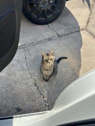 Lost Male Cat last seen W Mynah Avenue, McAllen, TX 78504