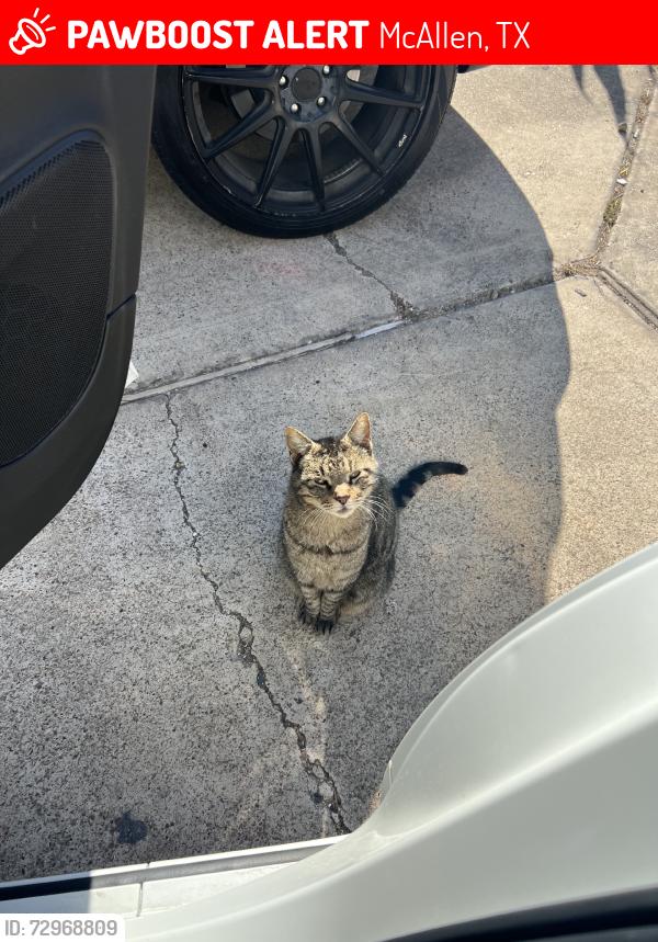 Lost Male Cat last seen W Mynah Avenue, McAllen, TX 78504