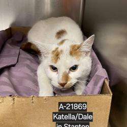 Shelter Stray Unknown Cat last seen , Westminster, CA 92683