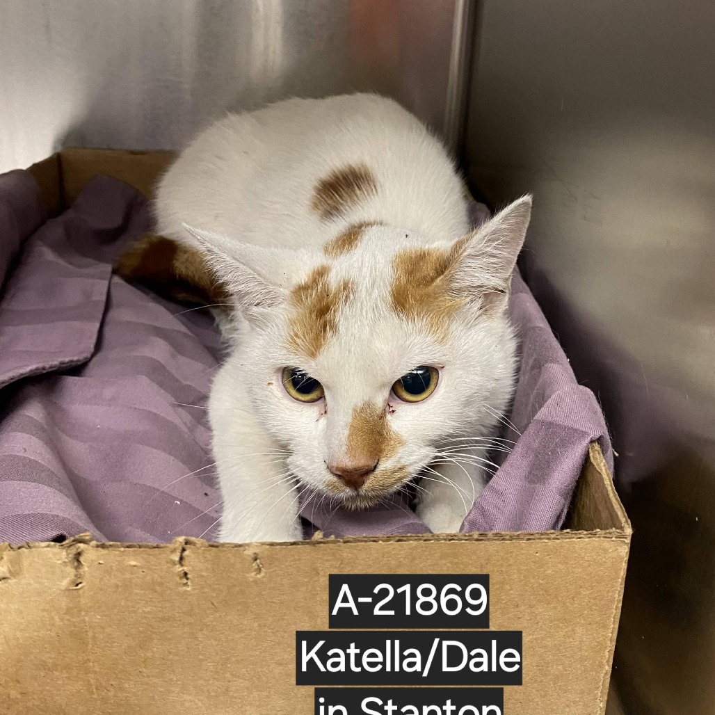 Shelter Stray Unknown Cat last seen , Westminster, CA 92683