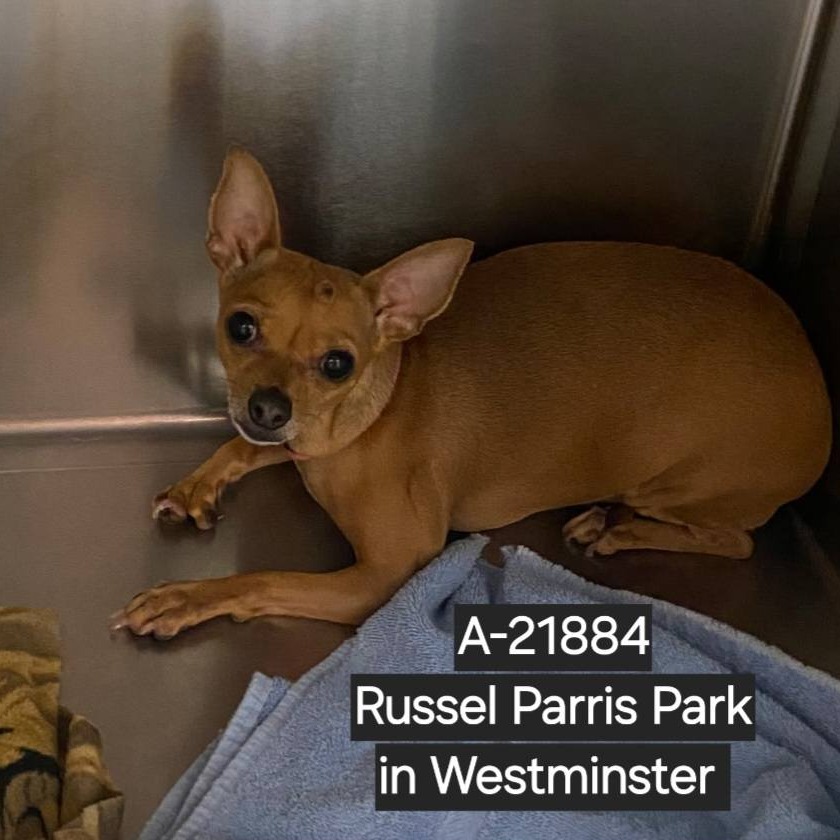 Shelter Stray Female Dog last seen , Westminster, CA 92683