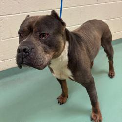 Shelter Stray Male Dog last seen , Memphis, TN 38133
