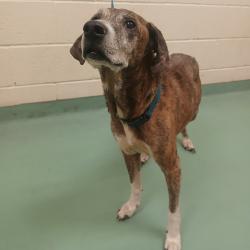 Shelter Stray Female Dog last seen , Memphis, TN 38133