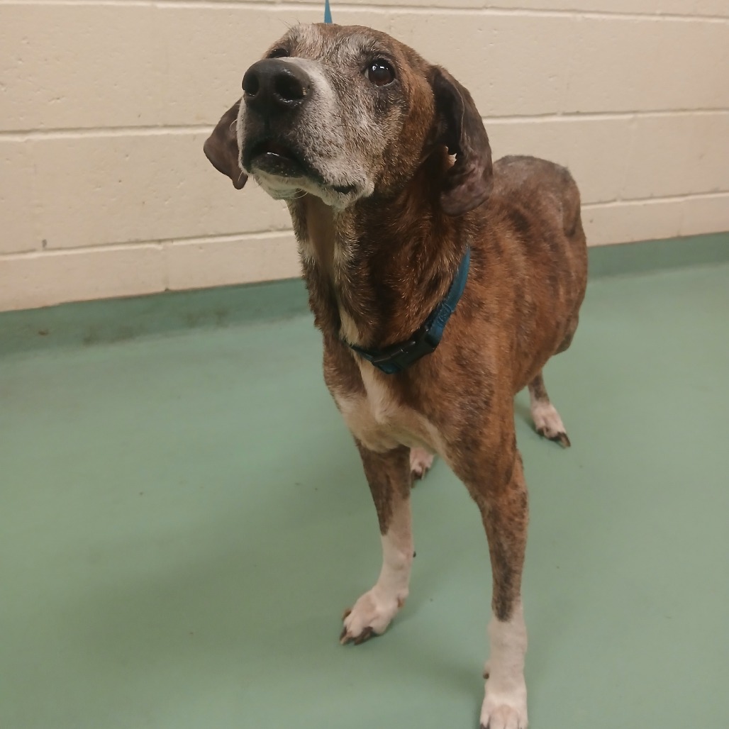 Shelter Stray Female Dog last seen , Memphis, TN 38133