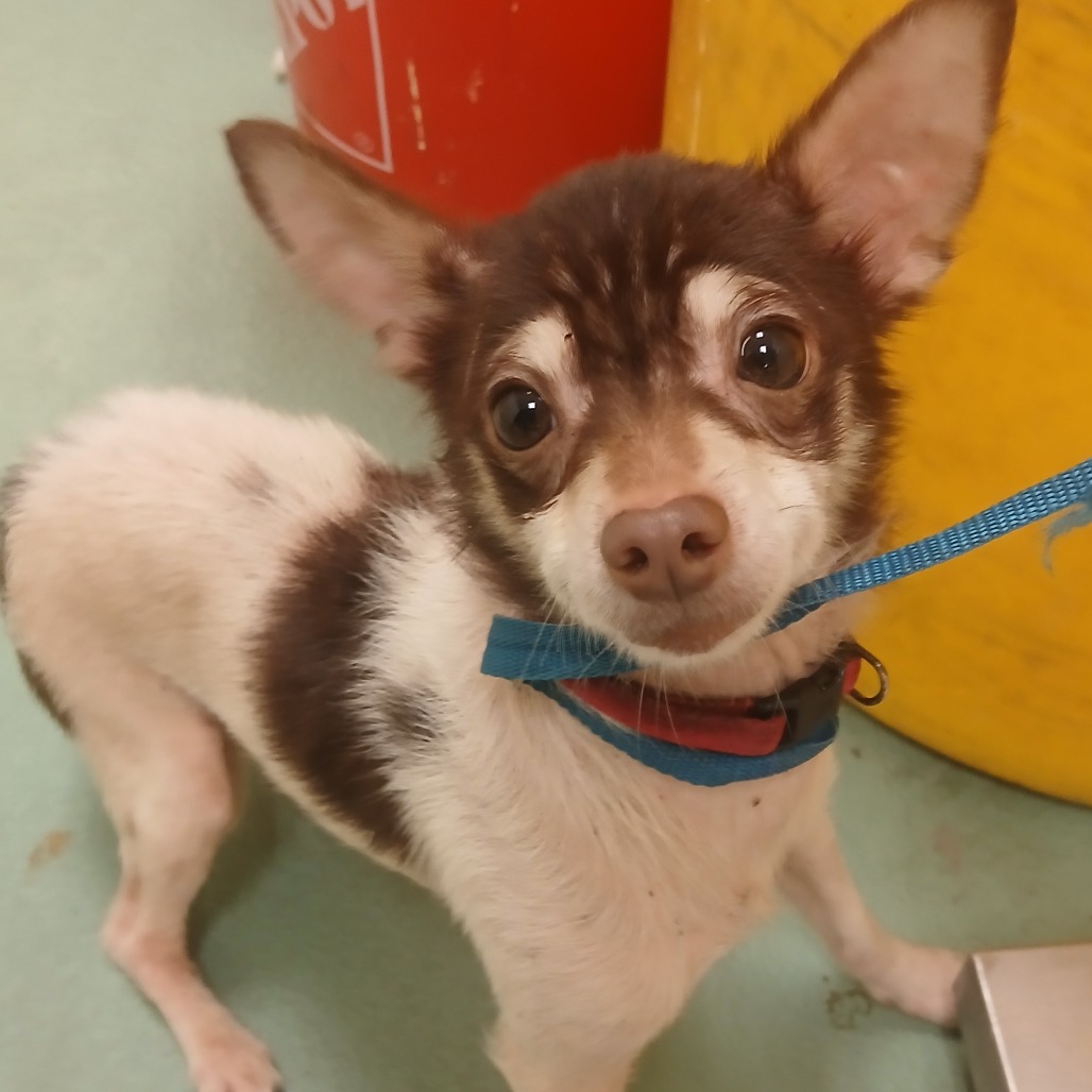 Shelter Stray Unknown Dog last seen , Memphis, TN 38133
