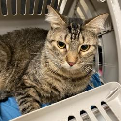 Shelter Stray Male Cat last seen , Memphis, TN 38133