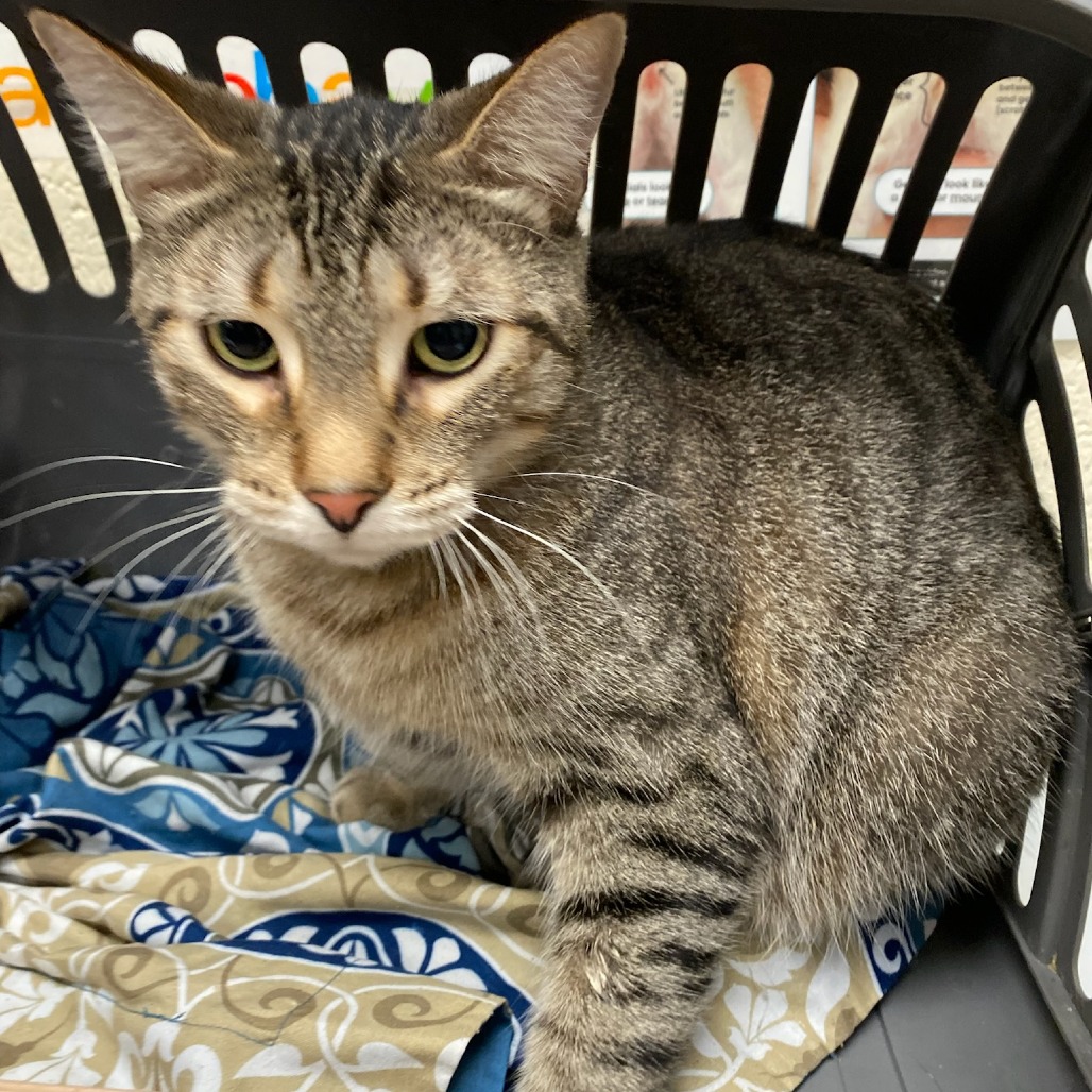 Shelter Stray Male Cat last seen , Memphis, TN 38133