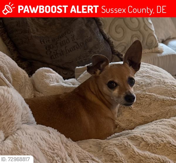 Lost Male Dog last seen Cordrey Rd., Millsboro DE, Sussex County, DE 19966