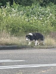 Found/Stray Unknown Dog last seen 9th AVE SW & Barton, Seattle, WA 98106