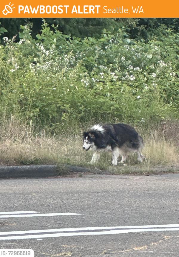 Found/Stray Unknown Dog last seen 9th AVE SW & Barton, Seattle, WA 98106