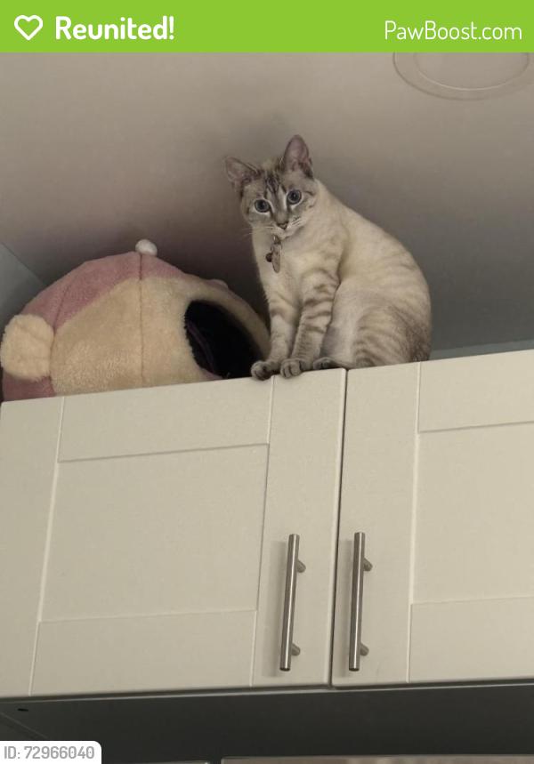 Reunited Female Cat last seen St John’s cemetery , Worcester, MA 01610