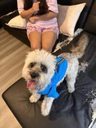 Lost Male Dog last seen McClintock and Broadway Rd, Tempe, AZ 85282