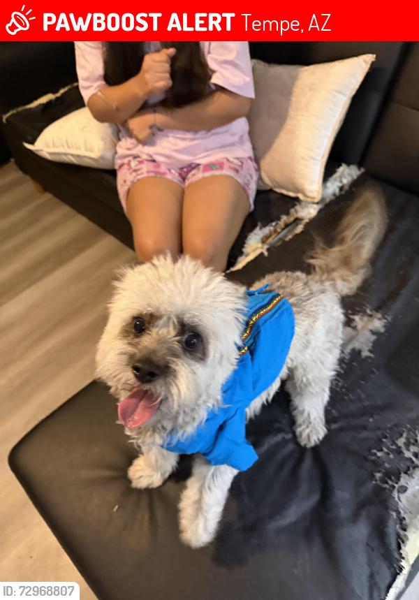 Lost Male Dog last seen McClintock and Broadway Rd, Tempe, AZ 85282
