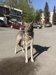Found/Stray Unknown Dog last seen between medfra st and elegante lane anchorage ak , Anchorage, AK 99501