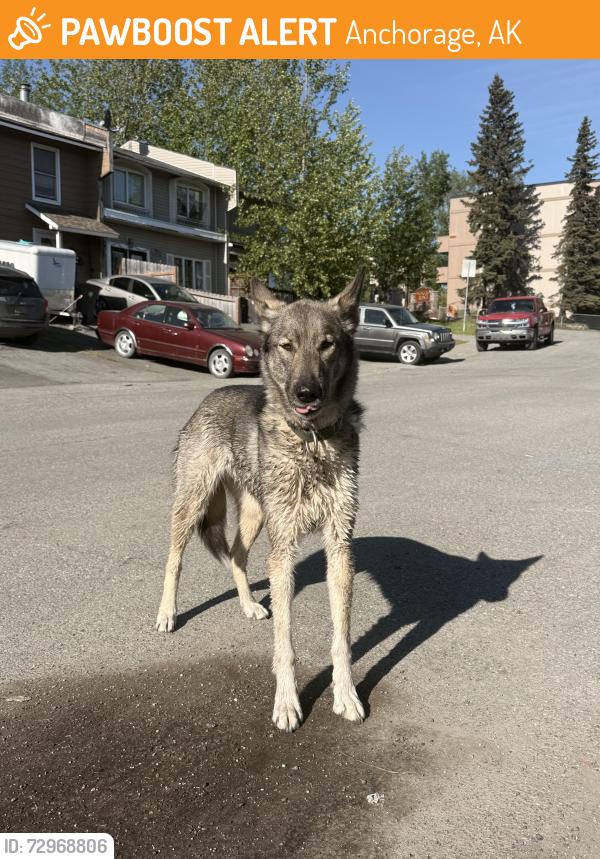 Found/Stray Unknown Dog last seen between medfra st and elegante lane anchorage ak , Anchorage, AK 99501