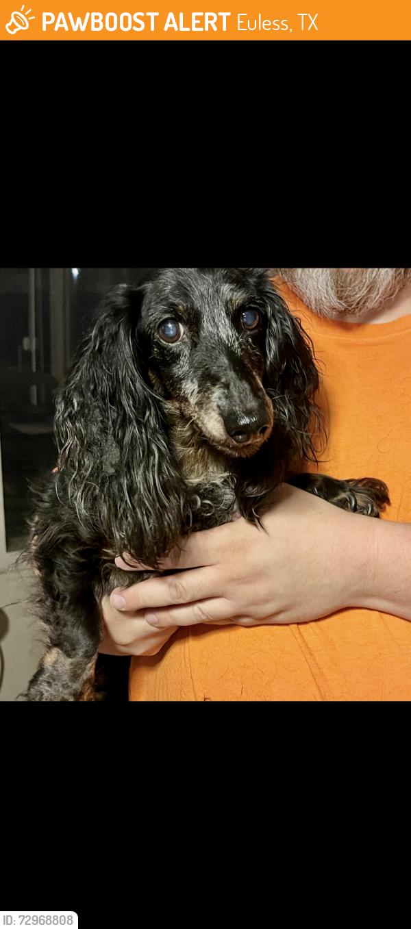 Found/Stray Female Dog last seen Kynette, Euless, TX 76040