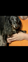 Found/Stray Female Dog last seen Kynette, Euless, TX 76040