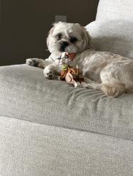Reunited Male Dog last seen Yuma rd and lower buckeye, Buckeye, AZ 85326