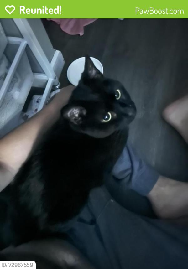 Reunited Female Cat last seen clocktower woods neighborhood , West Chester, PA 19380