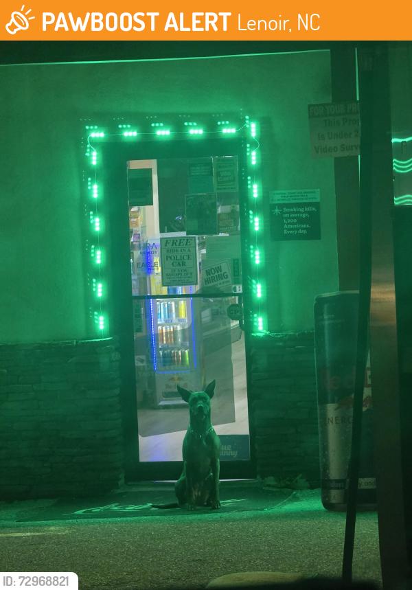 Found/Stray Female Dog last seen Union Grove rd/Smokey Creek rd, North Catawba superette , Lenoir, NC 28645