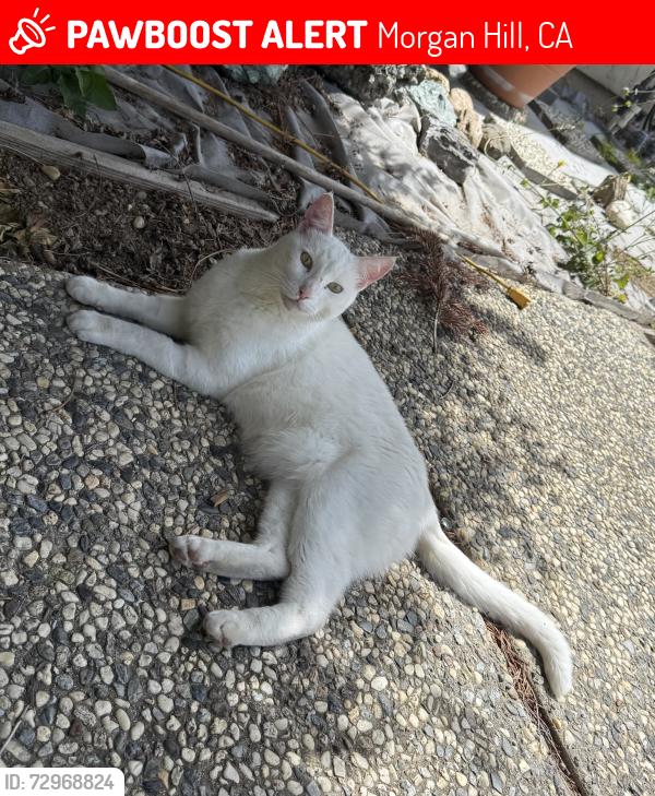 Lost Male Cat last seen Paradise Park, Morgan Hill, CA 95037