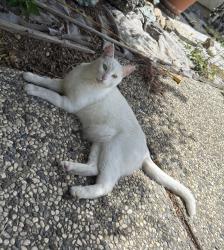 Lost Male Cat last seen Paradise Park, Morgan Hill, CA 95037