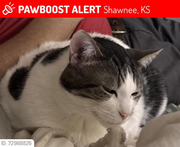 Lost Male Cat last seen Woodland Park behind Price Chopper Plaza , Shawnee, KS 66226