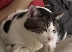 Lost Male Cat last seen Woodland Park behind Price Chopper Plaza , Shawnee, KS 66226