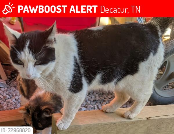 Lost Female Cat last seen South NoPone & Shiloh, Decatur, TN, Decatur, TN 37322