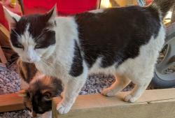 Lost Female Cat last seen South NoPone & Shiloh, Decatur, TN, Decatur, TN 37322